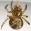 Theridion_sl sp.